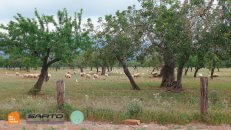 The regular scenery of Mallorcas inland cycling - a lot of almond trees and sheep