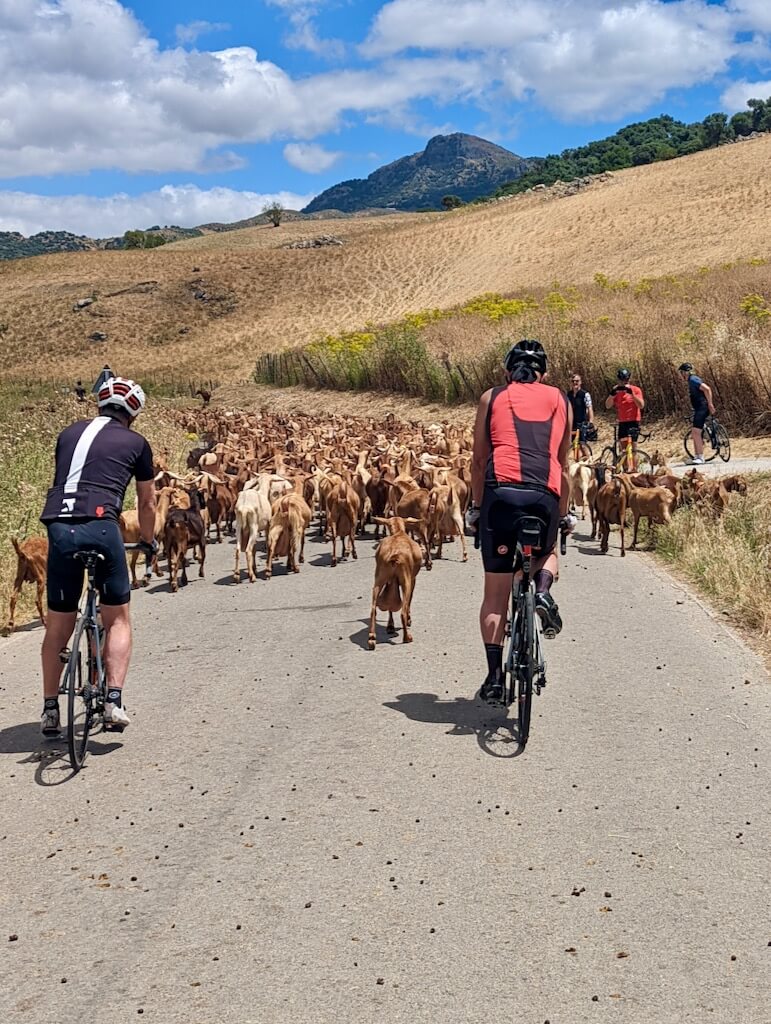 Sheep on the road in the Grazalema Natural park while cycling